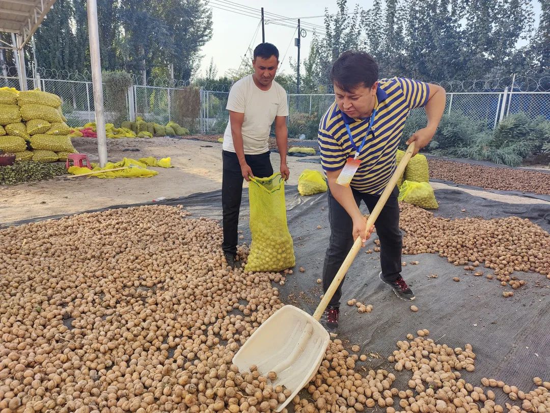 引导村种植大户管理核桃交易市场,通过订单式收购村民核桃的同时,充分
